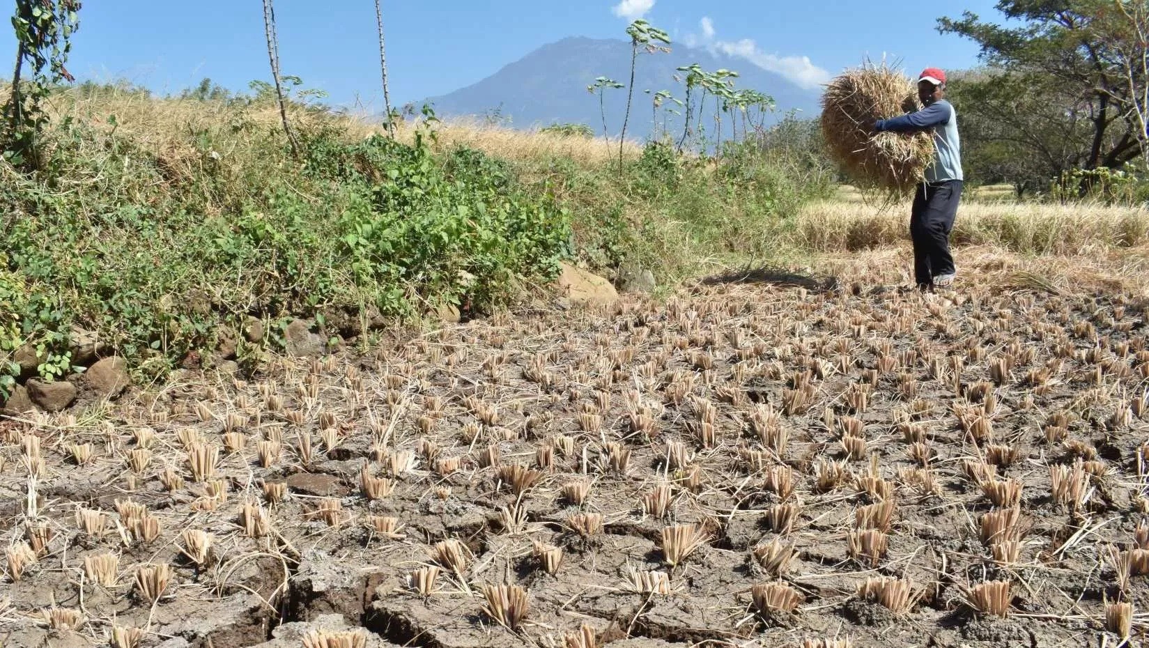 BMKG Prediksi Musim Kemarau 2026 Dimulai April: Musim Hujan Diperkirakan Berakhir Maret