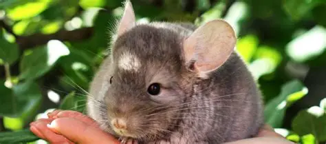 Lagi Viral Dipelihara! Ternyata Begini Cara Merawat Chincilla Agar Tetap Sehat