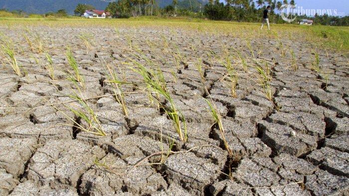 Prediksi Musim Kemarau 2026 di Indonesia: Kapan Dimulai dan Berakhir?
