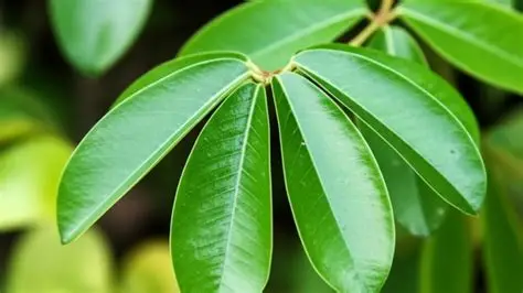 Tanaman Pagar yang Ampuh Usir Bau Badan, Intip Segudang Manfaat Daun Beluntas